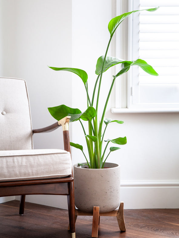 White Bird of Paradise